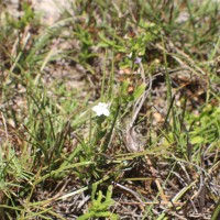 Striga angustifolia (D.Don) C.J.Saldanha